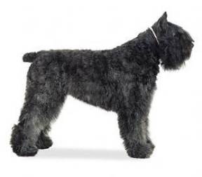 Bouvier des Flandres