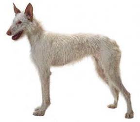 Puppy Education - Breed Section - Ibizan Hound