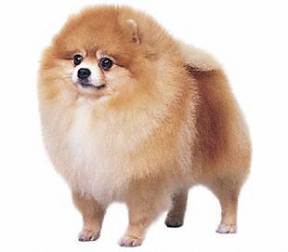 Pomeranian