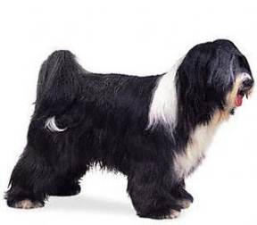 Tibetan Terrier