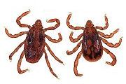 American Dog Tick