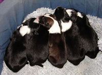 Newborn Border Collies