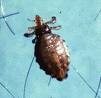American Dog Tick