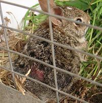 Injured Cottontail Rabbit