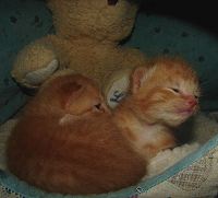 Dumpster Kittens