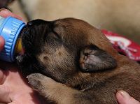 Dumpster Puppy