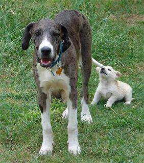 Big puppy and small puppy playing