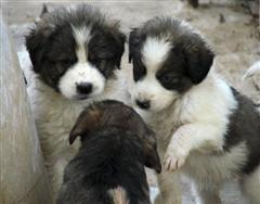 Cute Puppies