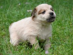 Cute Puppy in a pool