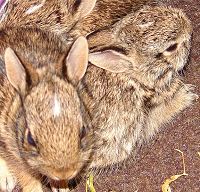 Orphaned Cottontails