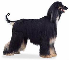 Afghan Hound