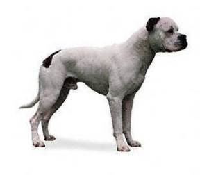 American Bulldog