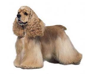 American Cocker Spaniel