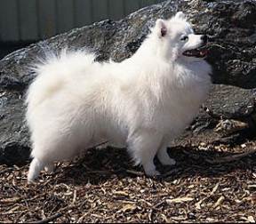 American Eskimo Dog