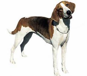 American Foxhound