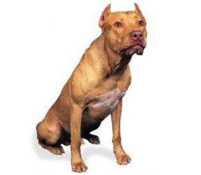 American Pit Bull Terrier