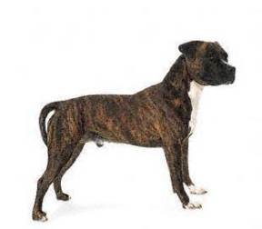 American Staffordshire Terrier