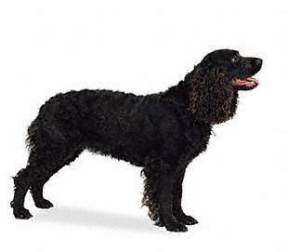 American Water Spaniel