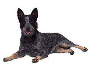 Australian Cattle Dog