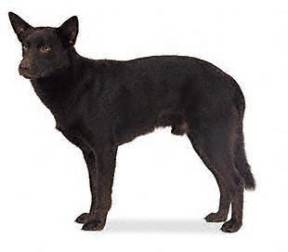 Australian Kelpie