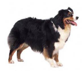 Australian Shepherd