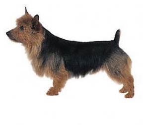 Australian Terrier