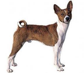 Basenji