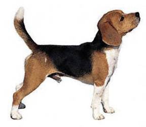 Beagle