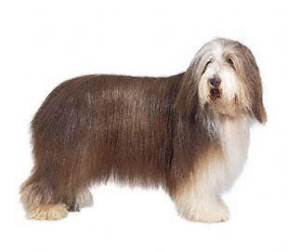 Bearded Collie