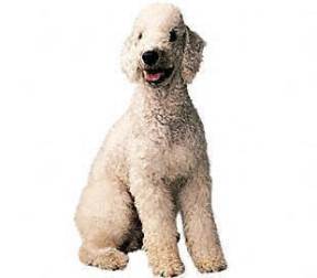 Bedlington Terrier