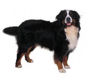 Bernese Mountain Dog