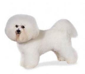 Bichon Frise