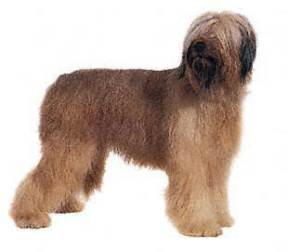 Briard