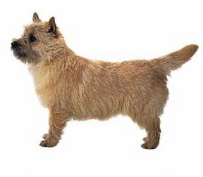 Cairn Terrier