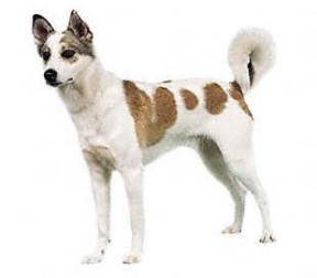 Canaan Dog