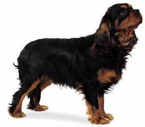 Cavalier King Charles Spaniel