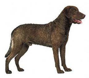 Chesapeake Bay Retriever