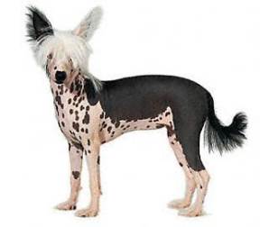 Chinese Crested