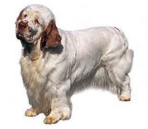 Clumber Spaniel