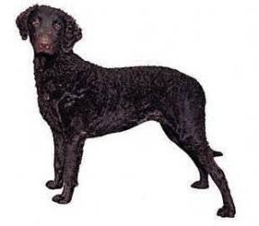 Curly Coated Retriever