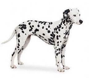 Dalmatian