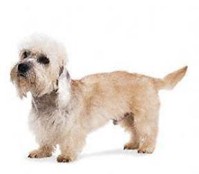 Dandie Dinmont Terrier