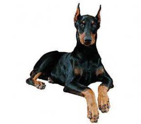 Doberman Pinscher