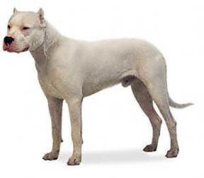 Dogo Argentino