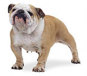 English Bulldog