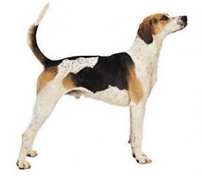 English Foxhound