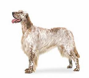 English Setter