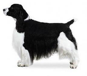 English Springer Spaniel