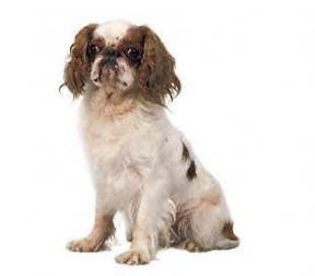 English Toy Spaniel