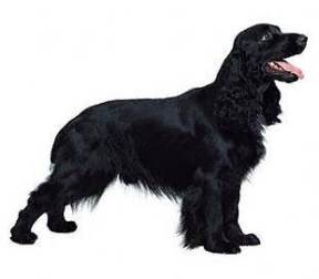 Field Spaniel